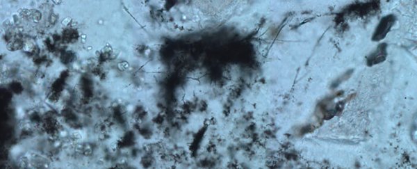Ancient microfossils of primordial microbes found in 3.4 billion-year-old rocks