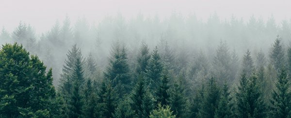 Bringing back forests could boost summer rainfall across Europe by 7.6%, study shows
