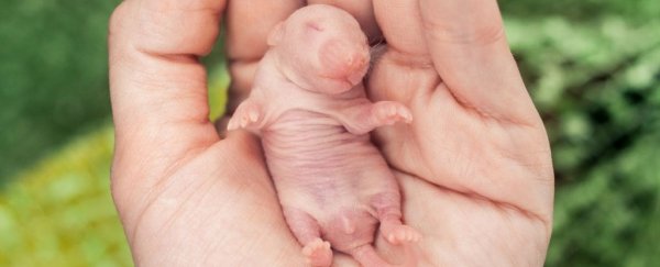 mice could be 'dreaming' about moving in the world even before they open their eyes