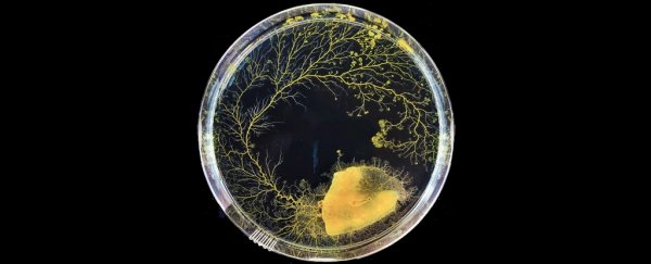 This brainless slime mold can decide where to go without having already been there