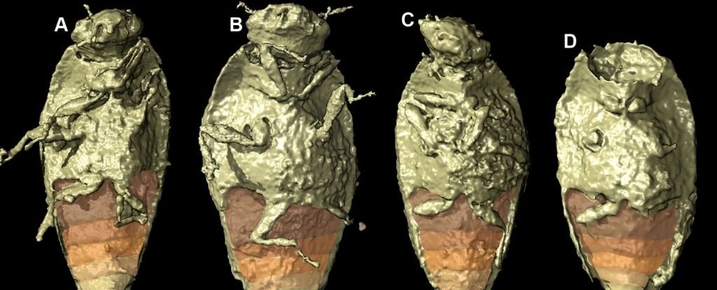 Pirmo reizi dinozauru kakā tika atrasts perfekti saglabājies triasa kukainis