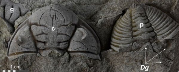 A giant 'sea scorpion' may have attacked this trilobite 450 million years ago