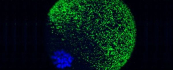 Sparks literally fly when an egg meets sperm, world-first images reveal