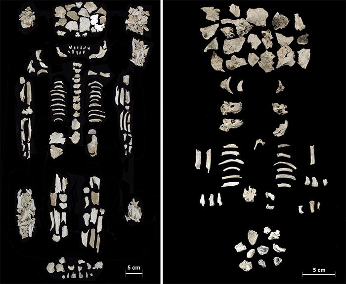 bone fragments arranged in anatomical spacing, of mother and children