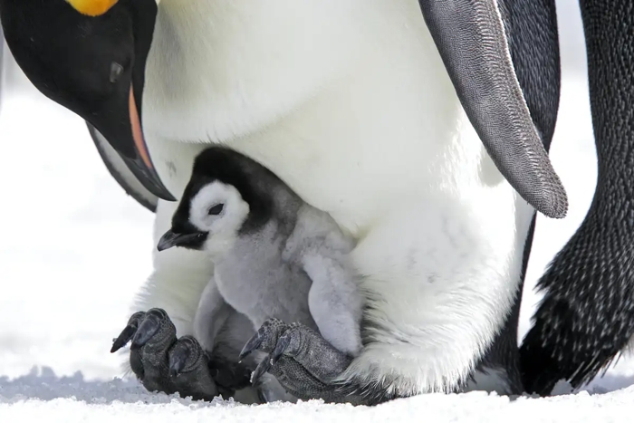 010 emperor penguins 1