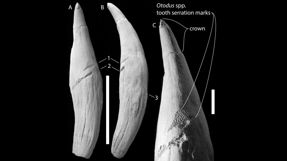 Ancient sperm whale tooth shows the three gouge marks from the megatoothed shark at different angles. (Stephen Godfrey, Acta Palaeontologica Polonica 2021)