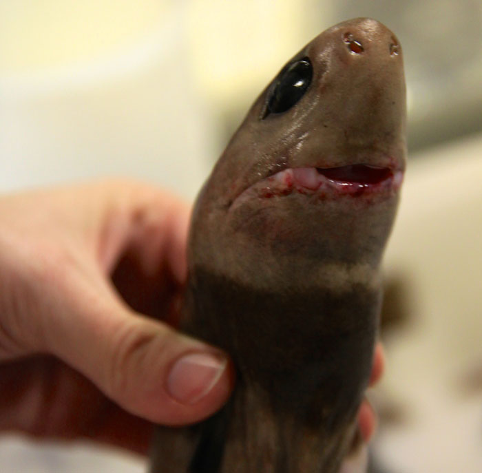 Cookiecutter shark with its mouth closed.