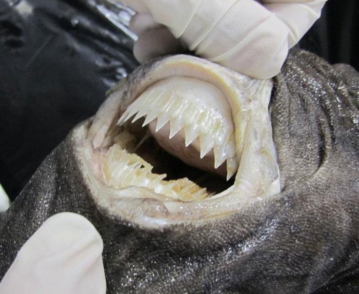 A close-up of a cookiecutter shark's teeth.