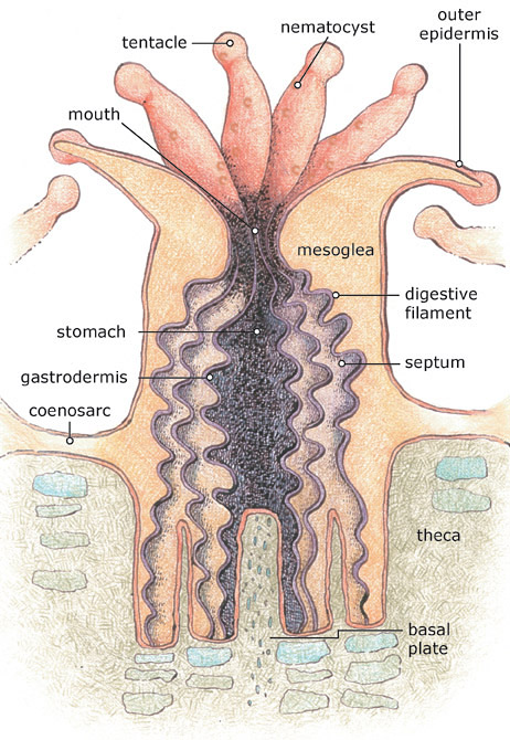 Anatomy of a coral polyp. (NOAA)