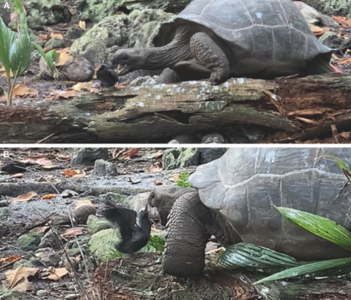 GiantTortoiseAttacksBird