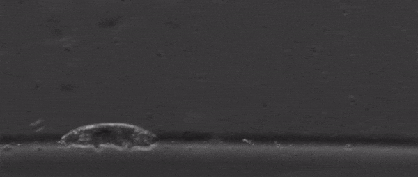 This is How Tardigrades Walk, And We Were Not Ready for The Footage