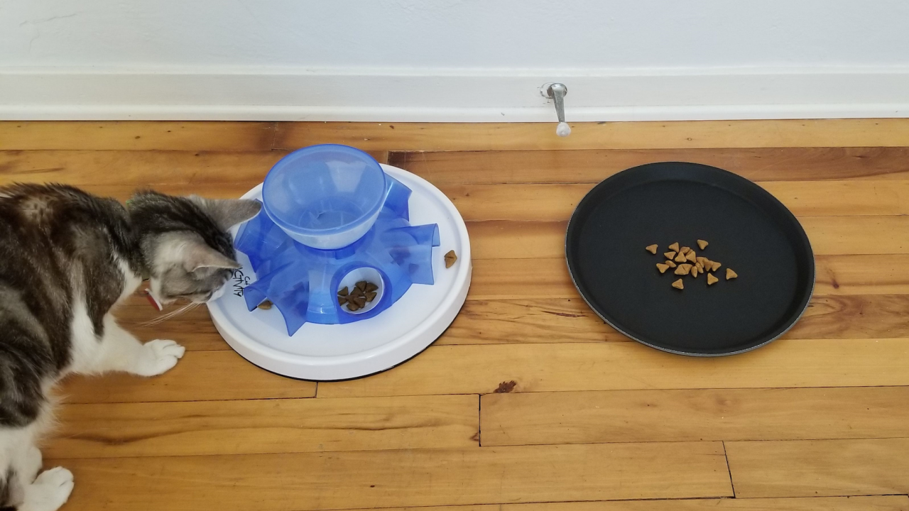 A tabby cat checking out a food puzzle next to a plate of free food
