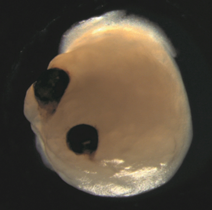 Close-up view of a beige blob (the brain organoid) with two dark dots which are the rudimentary eyes