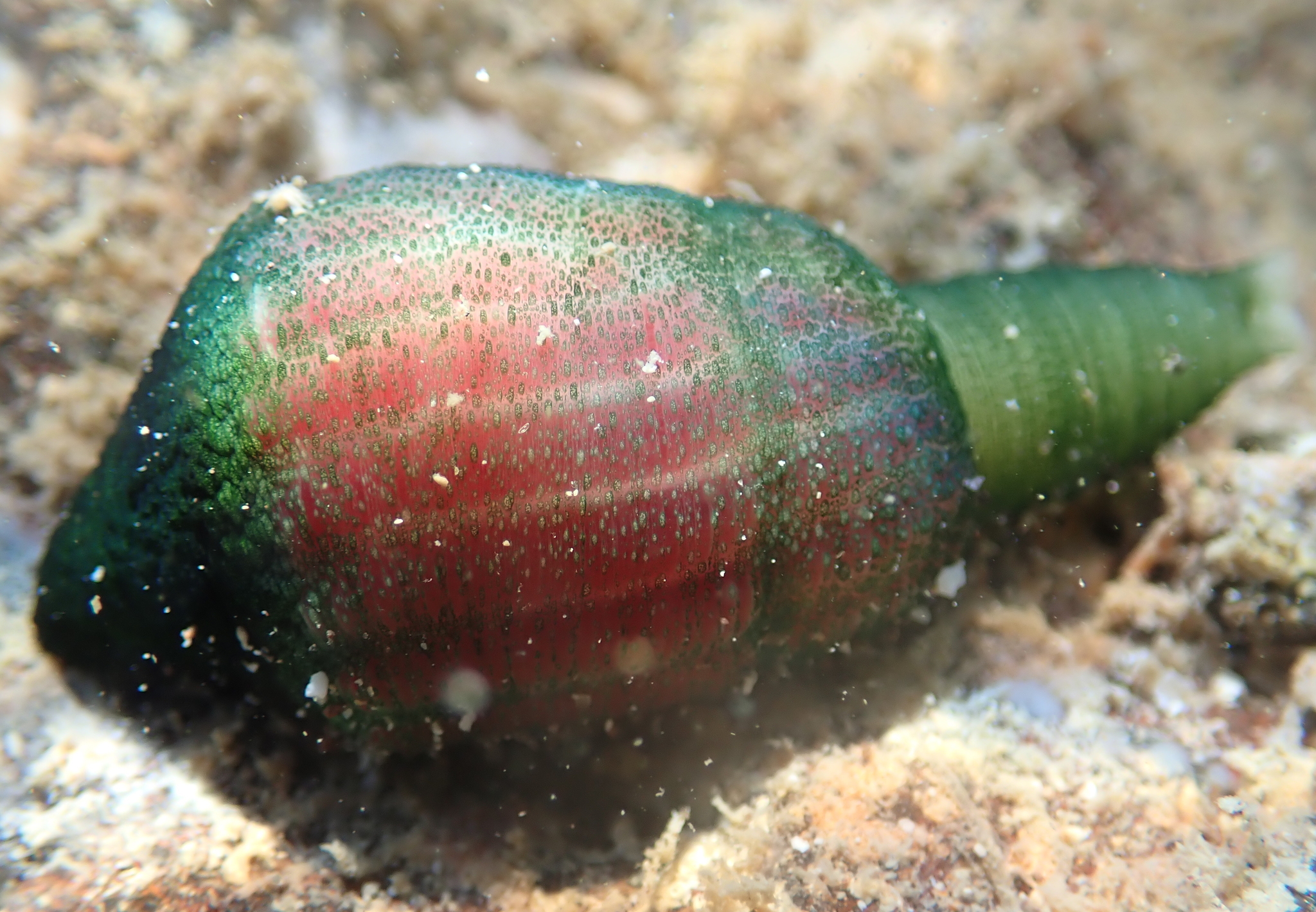 Another common name for the penis worm is the fat innkeeper worm. (Alison Young/iNaturalist)