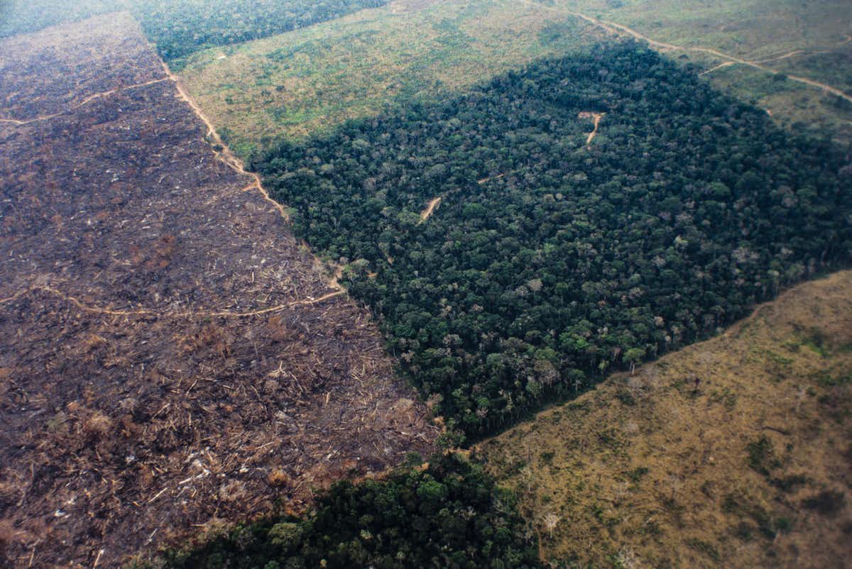 Clearing the Amazon rainforest for livestock farms in Brazil in 2017. (Brazil Photos/LightRocket/Getty Images
