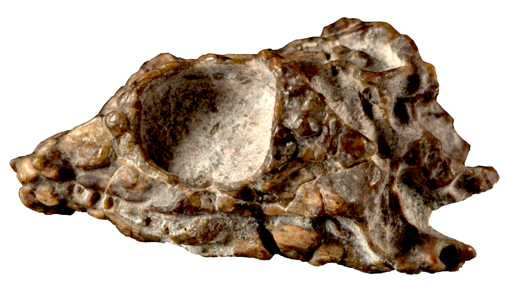 Fossilized Taytalura skull