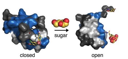 closed and open depictions of insulin molecular structure