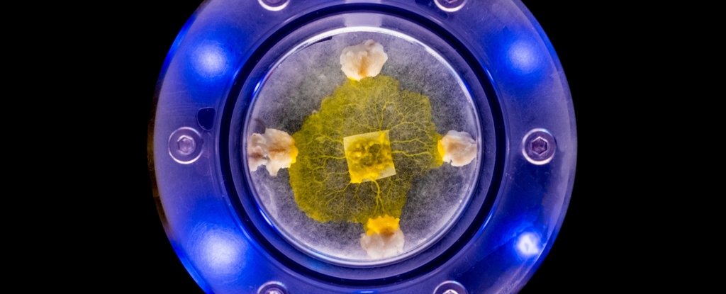 'Blob' of Slime Mold Blasts Off Into Space For Extraordinary ISS Experiment