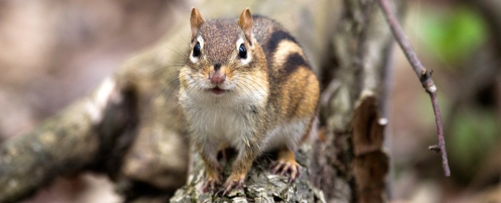 Californians Warned of Plague Risk After Pathogen Found in Infected Chipmunks