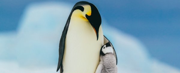 Emperor penguins on pathway to 'quasi-extinction' this century, scientists warn
