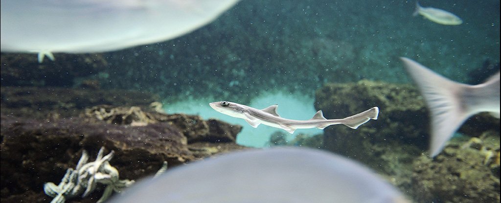 Baby Shark Born in All-Female Tank Could Be The First 'Virgin Birth' For Its Spe..