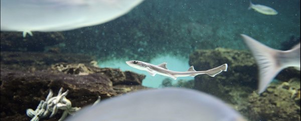 Baby shark born in all-female tank could be the first 'virgin birth' for its species