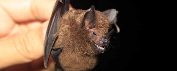 Peppers' spicy scents coevolved with certain bats to make sure both survived