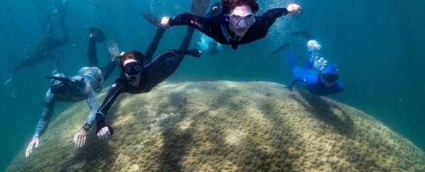 Gigantic 400-year-old coral is the widest ever seen in the Great Barrier Reef