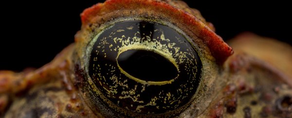 Australia's invasive cane toads are turning into increasingly ruthless cannibals