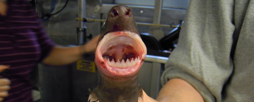 Elusive Shark Known For Its Fearsome Teeth Has an Unexpected Diet