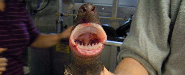 Elusive shark known for its fearsome teeth has an unexpected diet