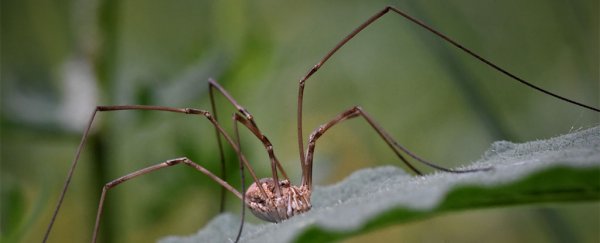 Scientists shorten daddy long-legs' iconic limbs to figure out how they got so gangly