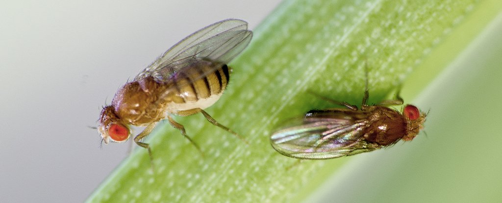 A Common North American Plant Was Just Discovered to Be Secretly Carnivorous