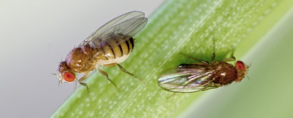 A common North American plant was just discovered to be secretly carnivorous