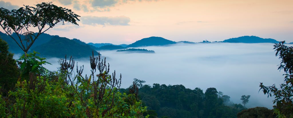 African Mountain Forests Store More Carbon Than We Thought But They're Vanishing..