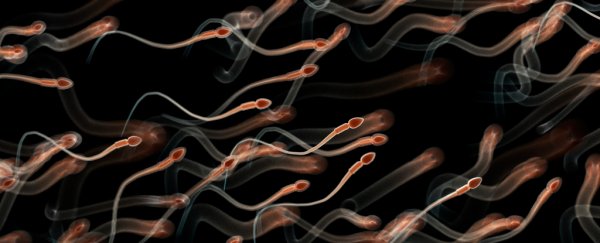 An antibody that traps sperm. Could this be a new non-hormonal contraceptive?