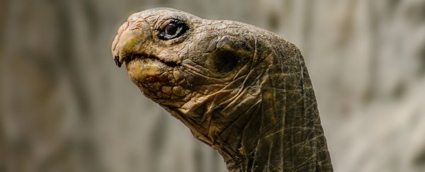 For the first time, a tortoise has been filmed going in for the kill… very slowly