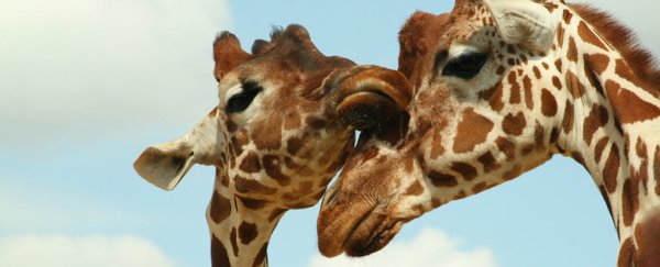 Surprise! Turns out giraffes have highly complex social lives akin to elephants