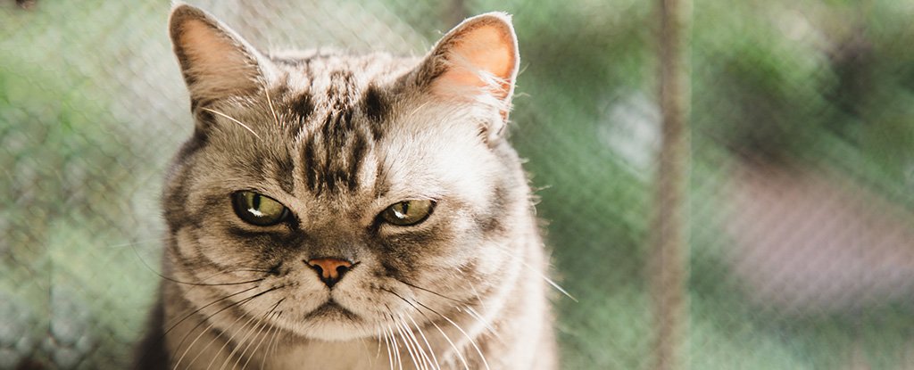 Cute Experiment Reveals How Your Cat Probably Wants Its Meals Served