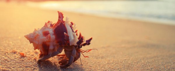Toxins in plastic pollution could be confusing hermit crabs into thinking it's food