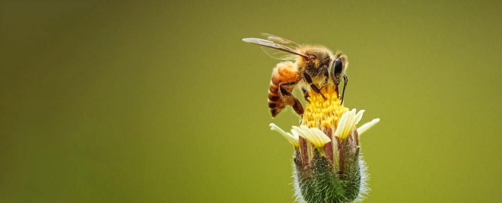 Agriculture Is Killing Way More Bees Than We Realized, Huge Study Reveals