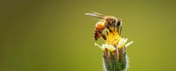 Agriculture is killing way more bees than we realized, huge study reveals