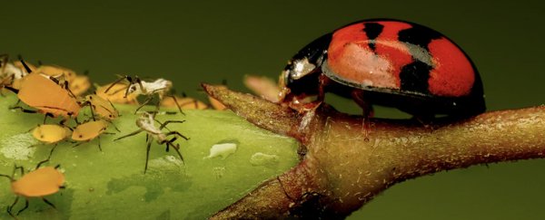 We can make powerful nature-inspired 'pesticides' without poison, scientists say