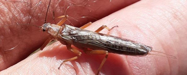 Deforestation can cause rapid evolutionary changes in insects, New Zealand case shows