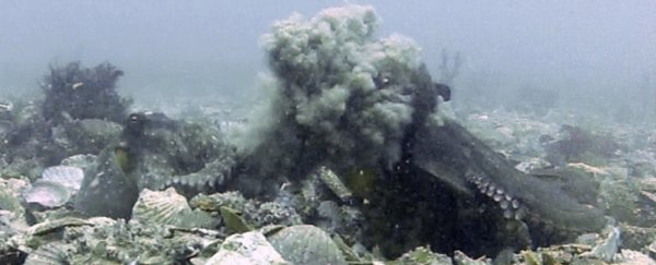 Octopus amid a cloud of silt