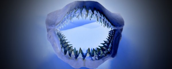 Savage megalodon attack millions of years ago preserved in ancient tooth