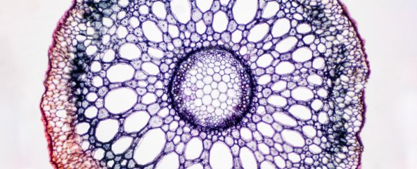 For The First Time, Researchers Just Watched How Plants Slurp Up Water