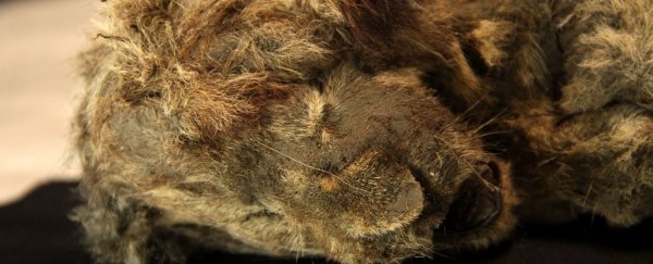 Frozen cave lion cub is so well preserved you can still see its whiskers