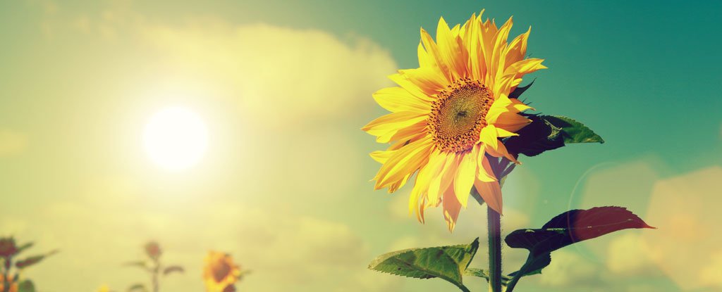 We Finally Know Why Older Sunflowers Keep Facing East (And Why It's a Good Thing)