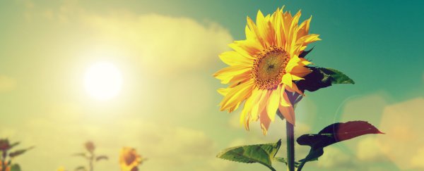 We finally know why older sunflowers keep facing east (and why it's a good thing)